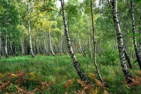 Birch forest with grass and ferns. Foto stock