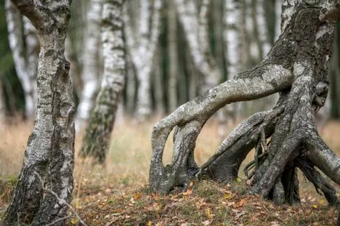 Birch forest with grass in the foreground. Foto stock