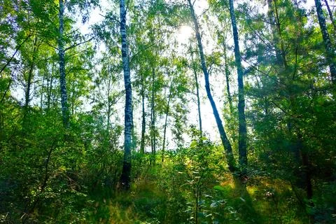 Birch forest with green underbrush of grass and bushes with leaves Stock Photos