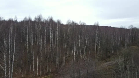 Birch forest from a height Stock Footage 141753391