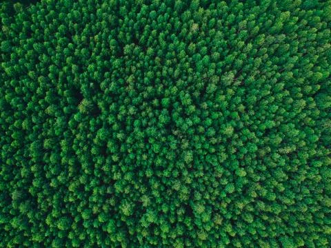 Birch forest in the height of summer texture background Stock Photos