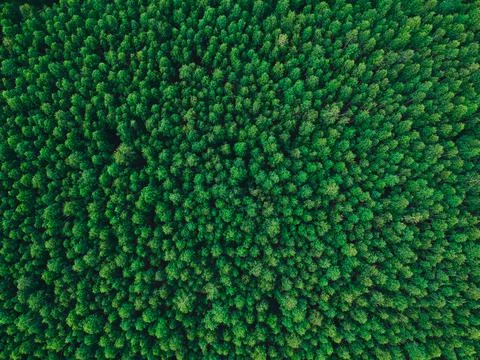 Birch forest in the height of summer texture background Stock Photos
