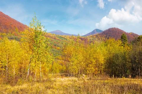 Birch forest on the hill Stock Photos