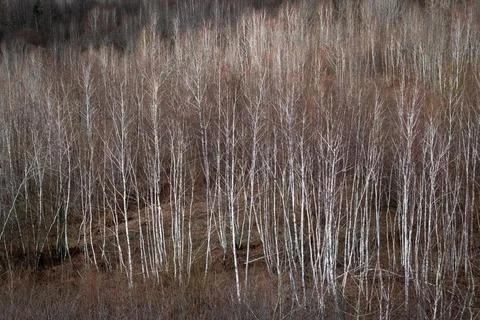 Birch forest on hillside Stock-Fotos