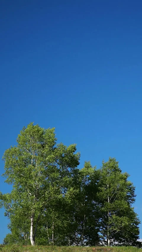 The Birch Forest of Kaita Highlands Stock Footage 330759413
