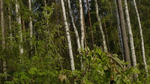 Birch forest with leaves swaying in the wind Stock Footage 345619511