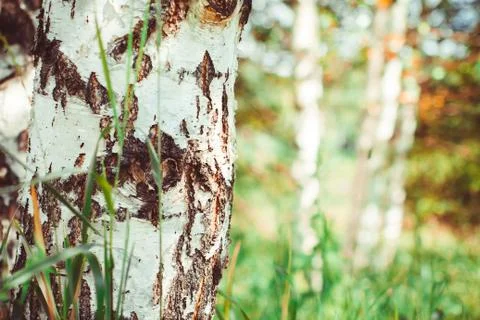 Birch forest with long shadows Stock Photos
