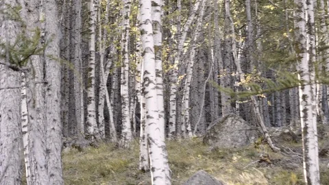 Birch forest on the morning Stock Footage 119428951