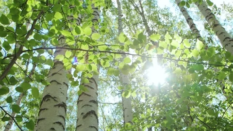 Birch forest in a morning light Stockbeeldmateriaal 221239133