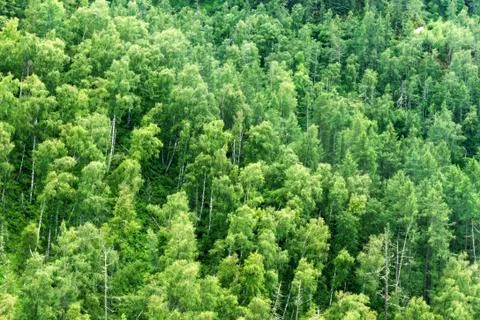 Birch forest mountains Stock Photos