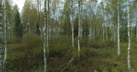 Birch forest moving fast between the trees in wild nature Stock Footage 145430820