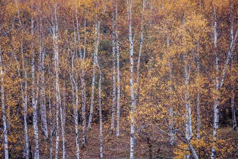 Birch forest pattern in autumn with yellow leaves, Bulgaria Countryside Foto stock