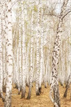 Birch forest Stock-Fotos