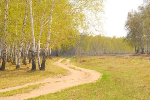 Birch forest Stock Photos