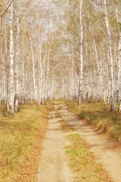 Birch forest Stock Photos