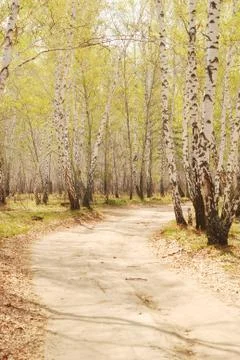 Birch forest Stock Photos