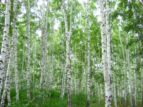 Birch forest Stock Photos