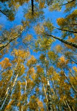 Birch forest Stock-Fotos