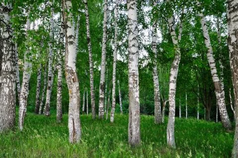 Birch forest. Stock Photos