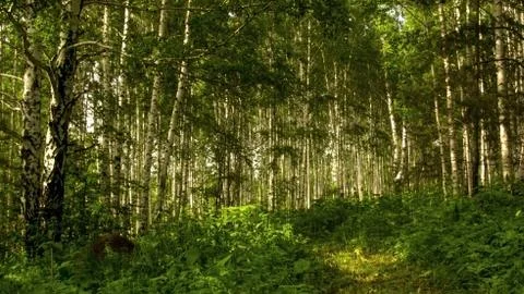 Birch forest Stock Photos