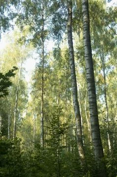 Birch forest Stock Photos