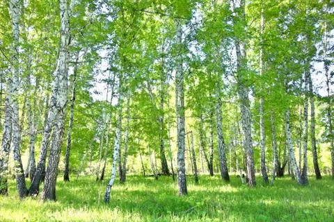 Birch forest Stock Photos