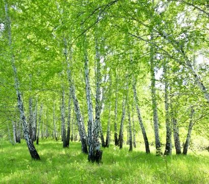 Birch forest Stock-Fotos