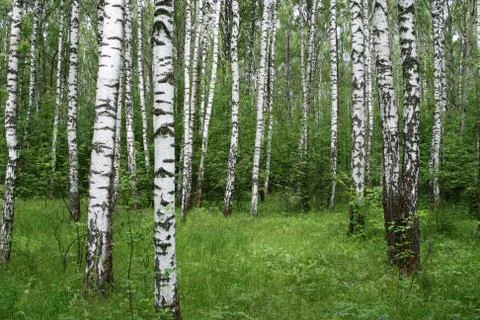 Birch forest Stock Photos