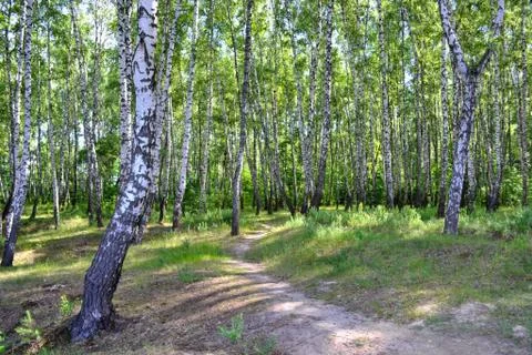 Birch forest. 写真素材