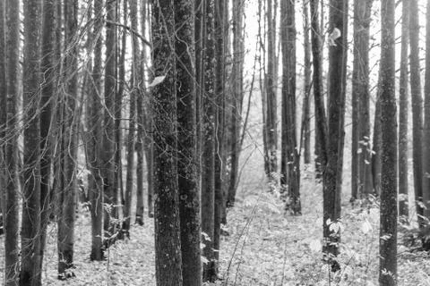 Birch forest Stock Photos
