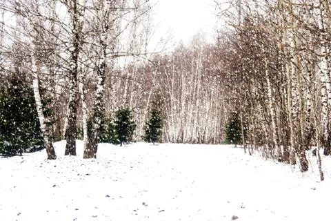 Birch forest Stock Photos