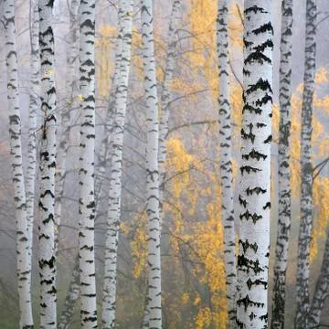 Birch forest Stock Photos