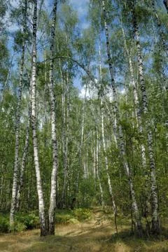 Birch forest Stock Photos