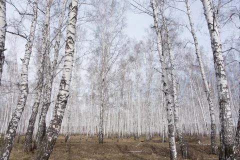 Birch forest Stock Photos