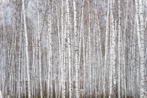 Birch forest Stock Photos
