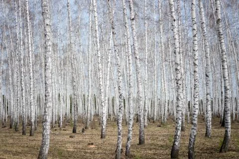 Birch forest Stock Photos