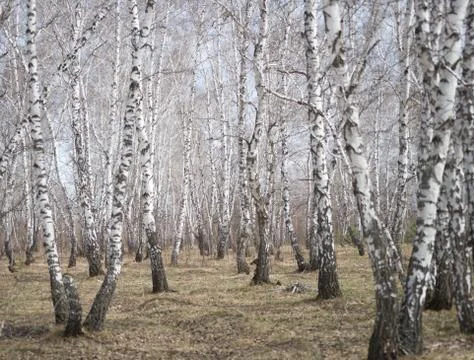 Birch forest Stock Photos