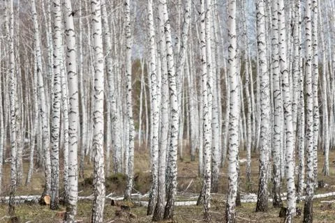 Birch forest Stock Photos