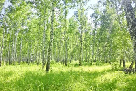 Birch forest Stock Photos