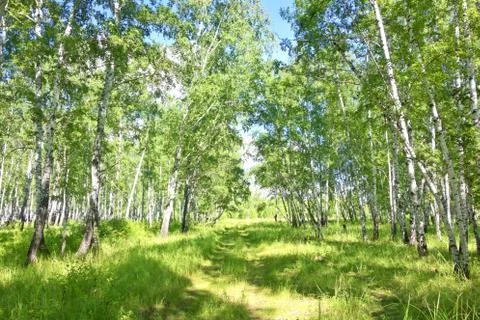 Birch forest Stock Photos