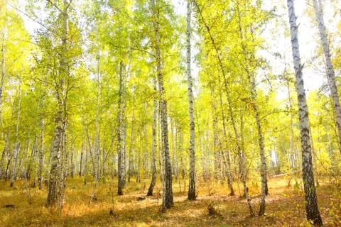 Birch forest Stock Photos