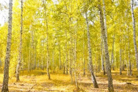 Birch forest Stock Photos