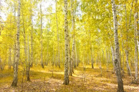 Birch forest Stock Photos
