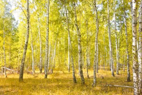 Birch forest Stock Photos