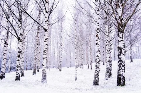 Birch forest Stock Photos