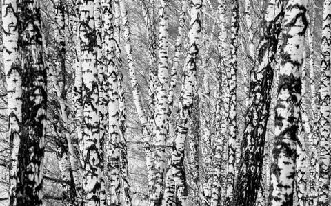 Birch forest Stock Photos