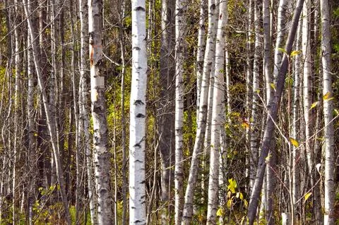 Birch forest Stock Photos