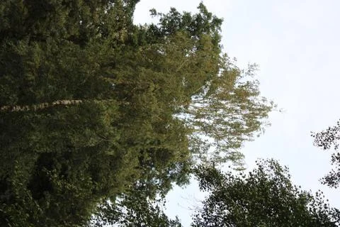 Birch in the forest Stock Photos