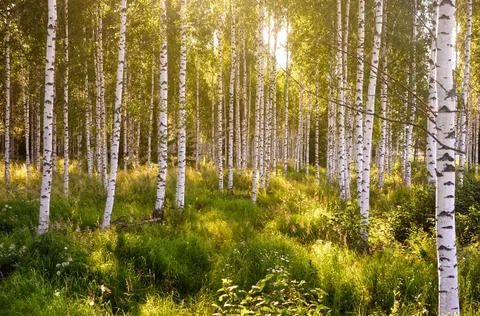 Birch forest Stock Photos