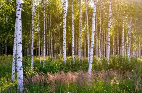 Birch forest Stock Photos